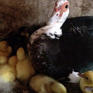 Jezebels first clutch 2014, 9 ducklings