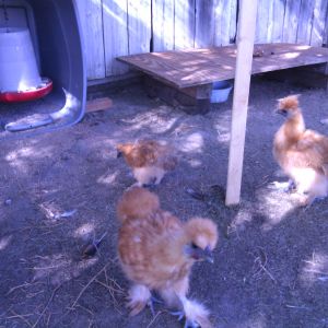 The silkie gang,,,,Ricky,,,,,Lucy,,,,, and Little Ricky