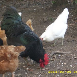 which is it please, Jersey giant or Black australorp.