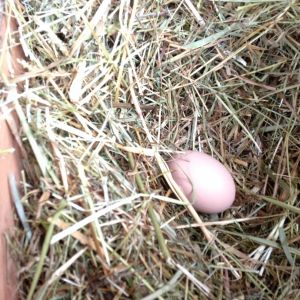First egg September 1st