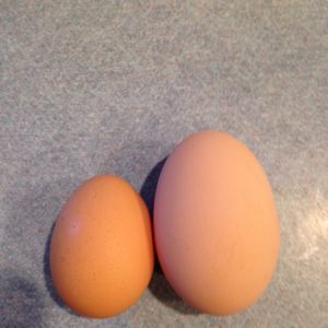 Her sister lays smaller eggs and their the Same breed.