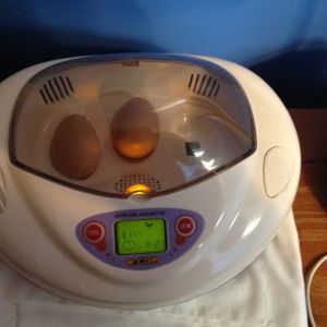 3 days later egg two followed!