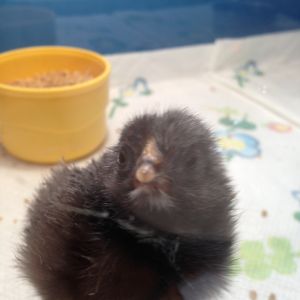 4 hours later in the brooder