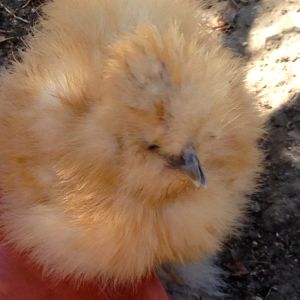 Rapunzel- 10 weeks (discovered her cross beak about a week ago...)