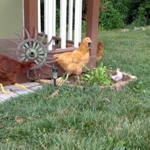 Lady June out for a stroll in front of the coop