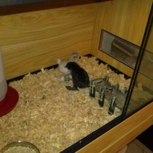 My two week old baby chicks.
