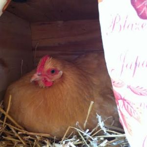 Baby the Buff Orp in the nest box