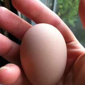 Baby's first egg!  She's a Buff Orpington.