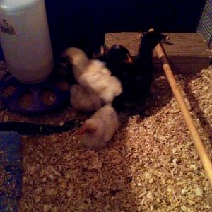My mixed flock at 2 weeks old