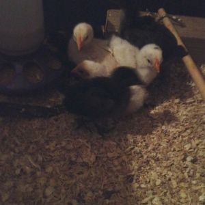 2 weeks old