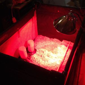 Playpen / pack n play brooder!