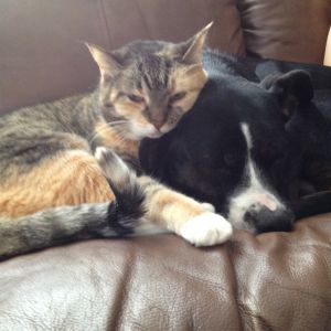 Sadie (3 yr old pitbull mix) and Bunny (10 yrs old). 2 of our rescue animals.