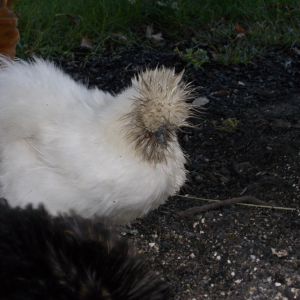 Fluffy my wet dirt loving hen...