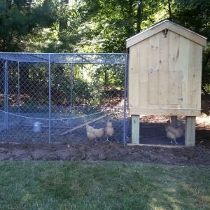 New coop and run just finished before adding the metal roof to the run.