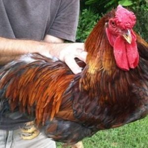 Blue Laced Red Wyandotte Rooster