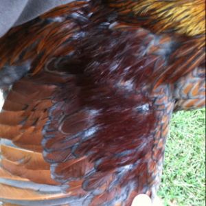 Blue Laced Red Wyandotte wing