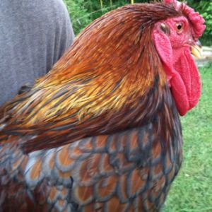 Blue Laced Red Wyandotte neck