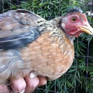 Cream Legbar pullet