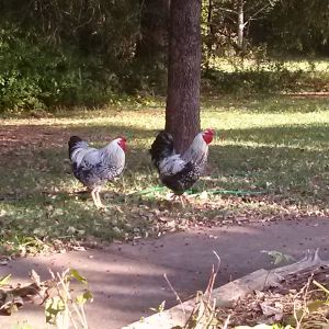 The 2 latest roosters i have aquired.
