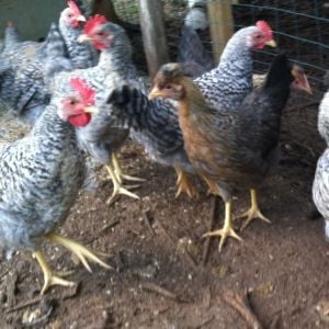 2 1/2 month old Cream Legbar pullets and cockerels