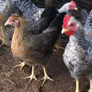 Cream Legbar pullets and cockerels (2 1/2 months old)
