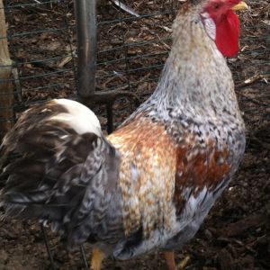 4 1/2 month old Cream Legbar cockerel