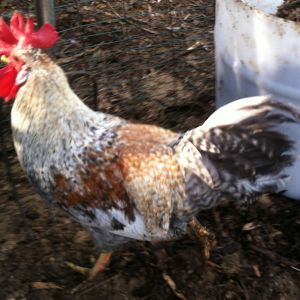 4 1/2 month old Cream Legbar cockerel