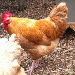 Buff Orpington cockerel