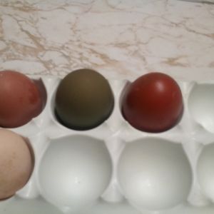 This is what I was blessed with today!!! Yes that is an olive egger!