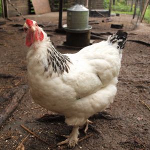 Light Brahma hen appearing puzzled
