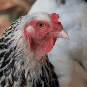 Light Brahma hen