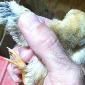 Wing of light chick resulting from Cream Legbar rooster crossed with Black Star hen.