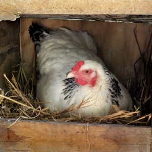 Light Brahma on nest
