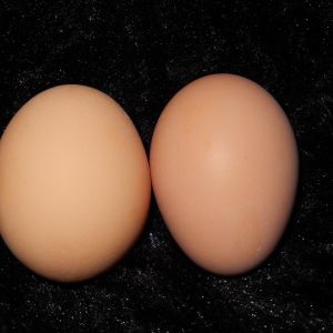 Buttercup laid the egg on the left, and Samus laid the egg on the right. Sometimes Samus' eggs are darker or have brown spots on them. Both Buttercup and Samus are Rhode Island Reds. Both lay 5 or 6 eggs a week!