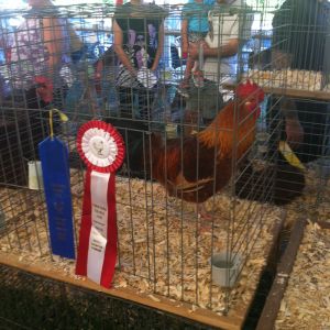 Our 1st place ribbon winning cock Shamus