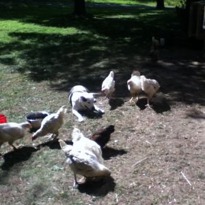 the flock and our pit bull co-existing