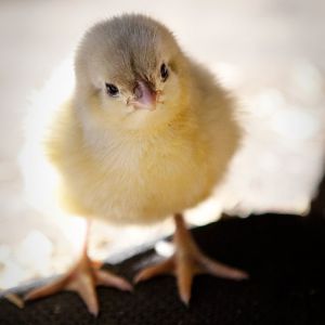 The newest addition to the feathered family.  Peep (named that till we find a better name) who as the only chick to hatch from some shipped eggs.  Fingers crossed its a girl!  

It is a splash australorp