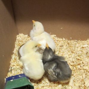 this is our 3 chicks when we first got them they were a few days old at this point.