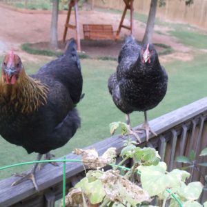 Cappy and Daisy, our black and cuckoo marans