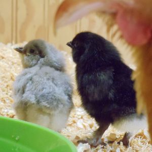 Thistle and Clover, our first hatchlings ever. Both are olive eggers.