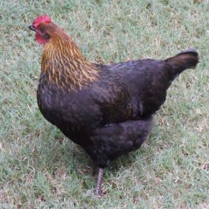 Cappy the Copper Marans