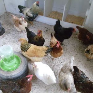 Our colorful flock