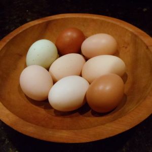 Eggs from our ladies