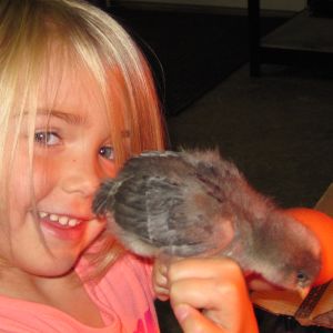 Daisy our fluffy gray EE at 3 weeks