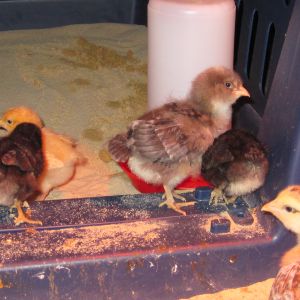 Excuse the poo it was before the cleaning in the morning...I never knew how messy the cute little fluff balls could be!  Little pooing machines!