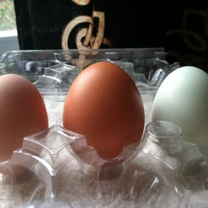 Baby, Amelia and Clara's eggs