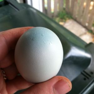 Concentrated blue at the bottom of Clara's egg