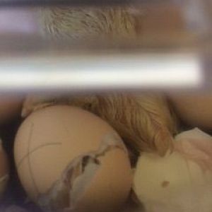 My bold necked chick is hatching