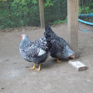 7 Month old Silver Laced Wyandottes