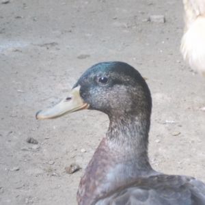 3 month old Mallard.